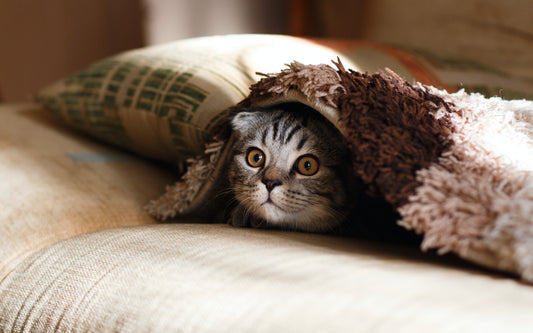Transforming Your Cat into the Perfect House Pet